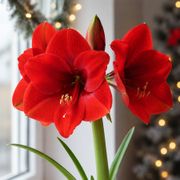 Grow & Bloom Red Lion Amaryllis Gift Set Alternate Image 2