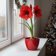 Grow & Bloom Red Lion Amaryllis Gift Set Alternate Image 3