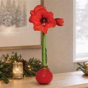 Red Waxed Red Bloom Amaryllis Gift Thumb