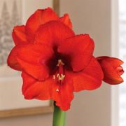 Red Waxed Red Bloom Amaryllis Gift Alternate Image 1