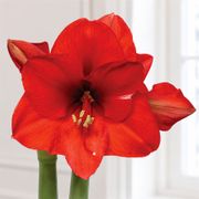 Gold Waxed Red Bloom Amaryllis Gift Alternate Image 1