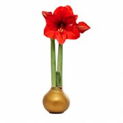 Gold Waxed Red Bloom Amaryllis Gift Alternate Image 2