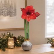 Silver Waxed Red Bloom Amaryllis Gift Thumb