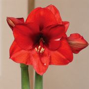 Silver Waxed Red Bloom Amaryllis Gift Alternate Image 1