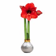 Silver Waxed Red Bloom Amaryllis Gift Alternate Image 2