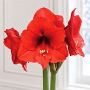 Green Waxed Red Bloom Amaryllis Gift Alternate Image 1