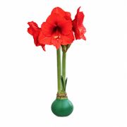 Green Waxed Red Bloom Amaryllis Gift Alternate Image 2