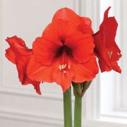 White Waxed Red Bloom Amaryllis Gift Alternate Image 1