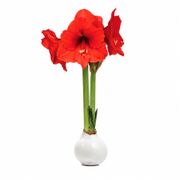 White Waxed Red Bloom Amaryllis Gift Alternate Image 2