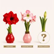 Waxed Amaryllis Club - 3 Month Thumb