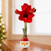Merry Santa Waxed Amaryllis Gift Thumb