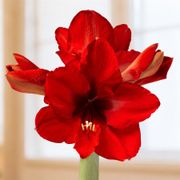 Merry Santa Waxed Amaryllis Gift Alternate Image 1
