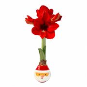 Merry Santa Waxed Amaryllis Gift Alternate Image 2