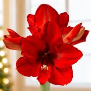 Frosty Friend Waxed Amaryllis Gift Alternate Image 1