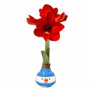 Frosty Friend Waxed Amaryllis Gift Alternate Image 2