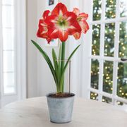 Ready to Grow Minerva Amaryllis Kit Thumb