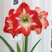 Ready to Grow Minerva Amaryllis Kit Alternate Image 2