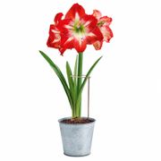 Ready to Grow Minerva Amaryllis Kit Alternate Image 4