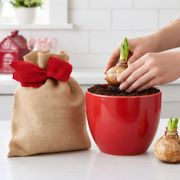Grow & Bloom Minerva Amaryllis Gift Set Alternate Image 1