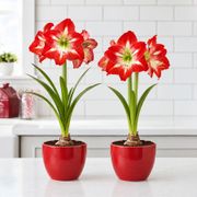 Grow & Bloom Minerva Amaryllis Gift Set Alternate Image 2