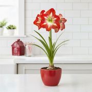 Grow & Bloom Minerva Amaryllis Gift Set Alternate Image 3