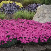 Dianthus 'Paint the Town Magenta' Alternate Image 3