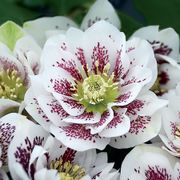Helleborus Wedding Party&reg; 'Confetti Cake' Thumb
