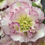 Helleborus Wedding Party&reg; 'Flower Girl' Thumb