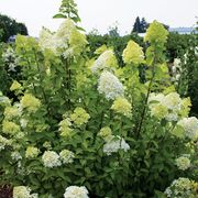 Hydrangea 'Limelight' Panicle Hydrangea Alternate Image 1