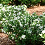 Aronia Low Scape Mound&reg; Chokeberry Thumb