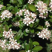 Aronia Low Scape Mound&reg; Chokeberry Alternate Image 1