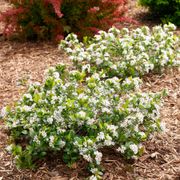 Aronia Low Scape Mound&reg; Chokeberry Alternate Image 2