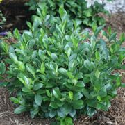 Aronia Low Scape Mound&reg; Chokeberry Alternate Image 3