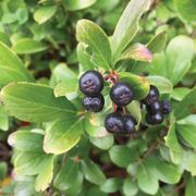Aronia Low Scape Mound&reg; Chokeberry Alternate Image 4