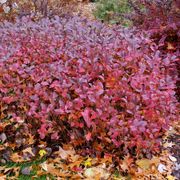 Aronia Low Scape Mound&reg; Chokeberry Alternate Image 5