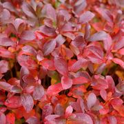 Aronia Low Scape Mound&reg; Chokeberry Alternate Image 6