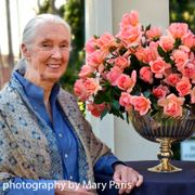 Dr. Jane Goodall Hybrid Tea Rose Alternate Image 1