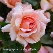 Dr. Jane Goodall Hybrid Tea Rose Alternate Image 2