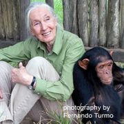 Dr. Jane Goodall Hybrid Tea Rose Alternate Image 3