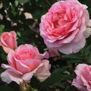 Dr. Jane Goodall Hybrid Tea Rose Alternate Image 4