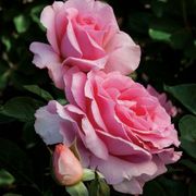 Dr. Jane Goodall Hybrid Tea Rose Thumb