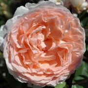 Parfuma&reg; Bliss Hybrid Tea Rose Thumb