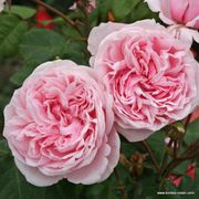 Arborose&reg; Kiss Me Kate&trade; Climbing Rose Alternate Image 2