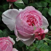 Arborose&reg; Kiss Me Kate&trade; Climbing Rose Alternate Image 3