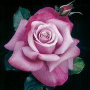 Barbra Streisand Hybrid Tea Rose Thumb