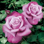 Barbra Streisand Hybrid Tea Rose Alternate Image 1