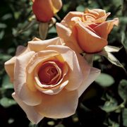 Brandy&trade; Hybrid Tea Rose Alternate Image 2