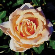 Just Joey Hybrid Tea Rose Thumb