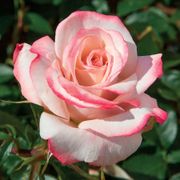 Pinkerbelle&trade; Hybrid Tea Rose Thumb