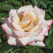 Pinkerbelle&trade; Hybrid Tea Rose Alternate Image 1